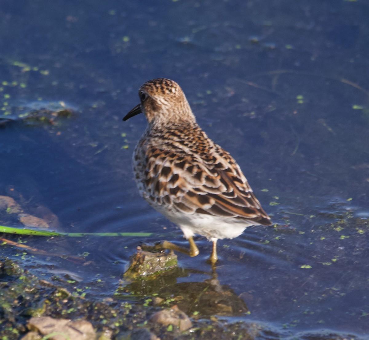 Least Sandpiper - Alenka Weinhold