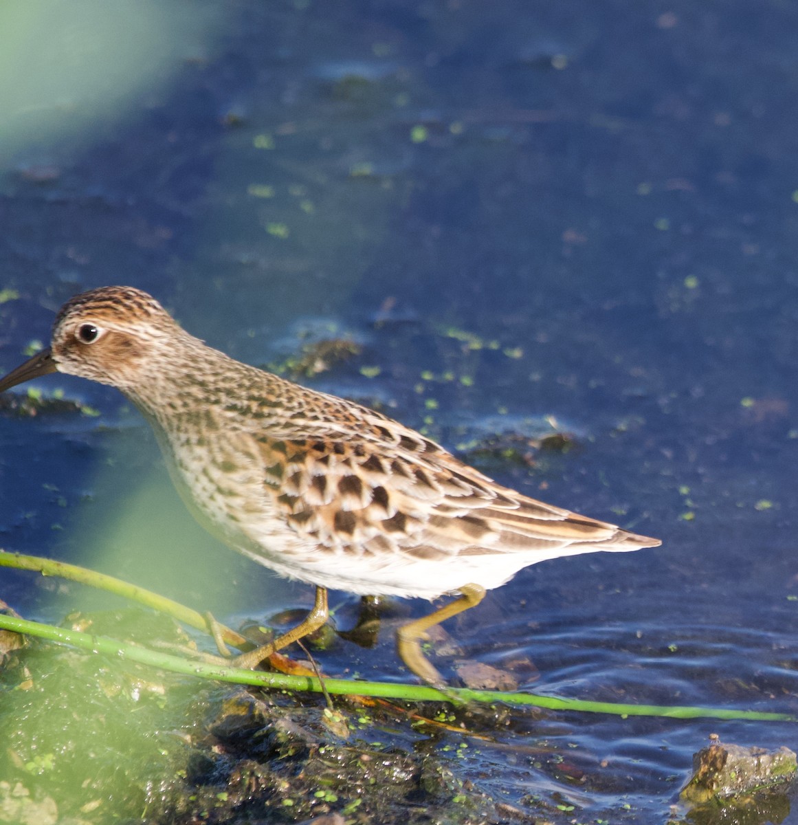 Least Sandpiper - Alenka Weinhold