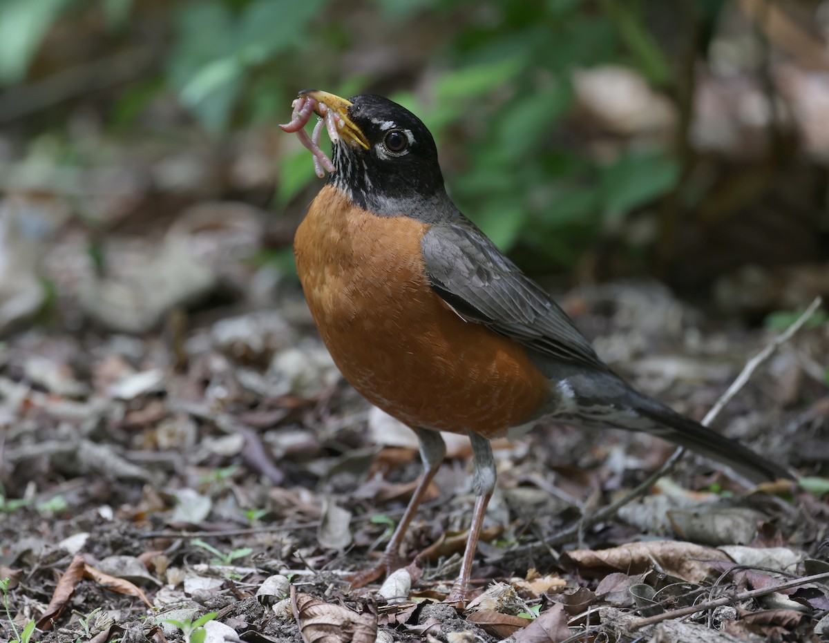 American Robin - Andy Gee