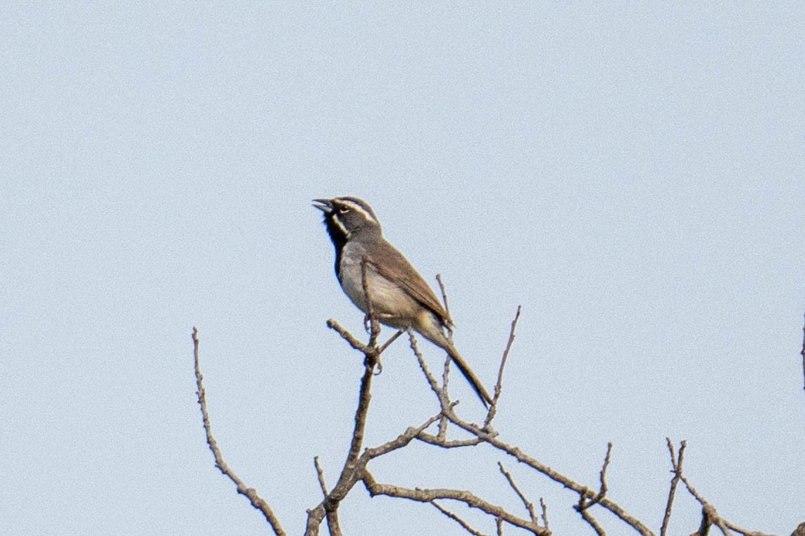 Black-throated Sparrow - Yaodi F