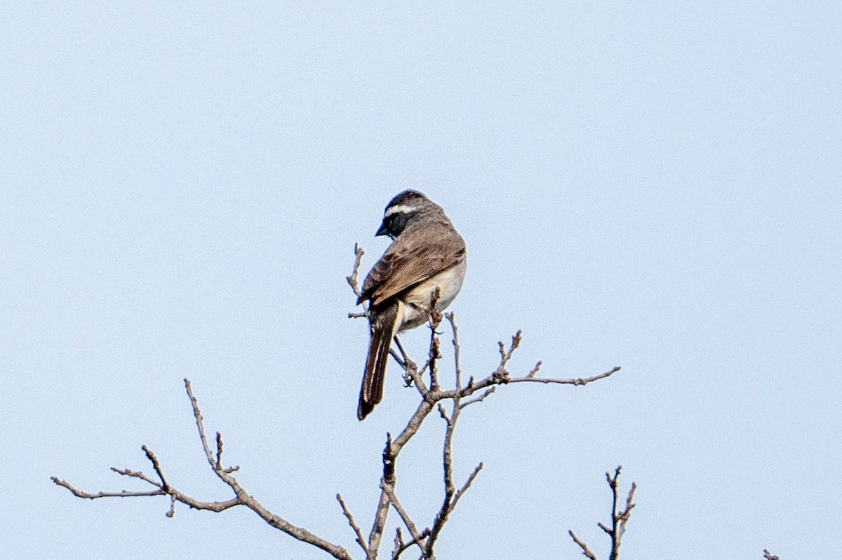 Black-throated Sparrow - Yaodi F