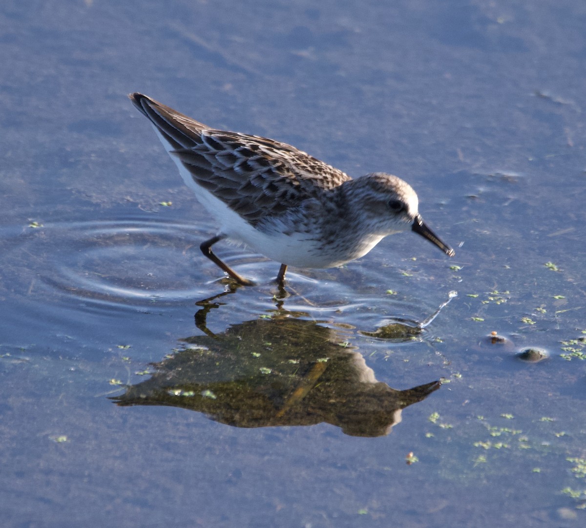 Semipalmated Sandpiper - Alenka Weinhold