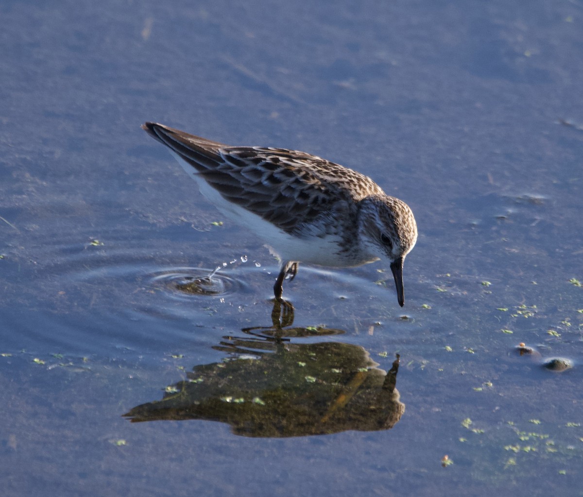 Semipalmated Sandpiper - Alenka Weinhold