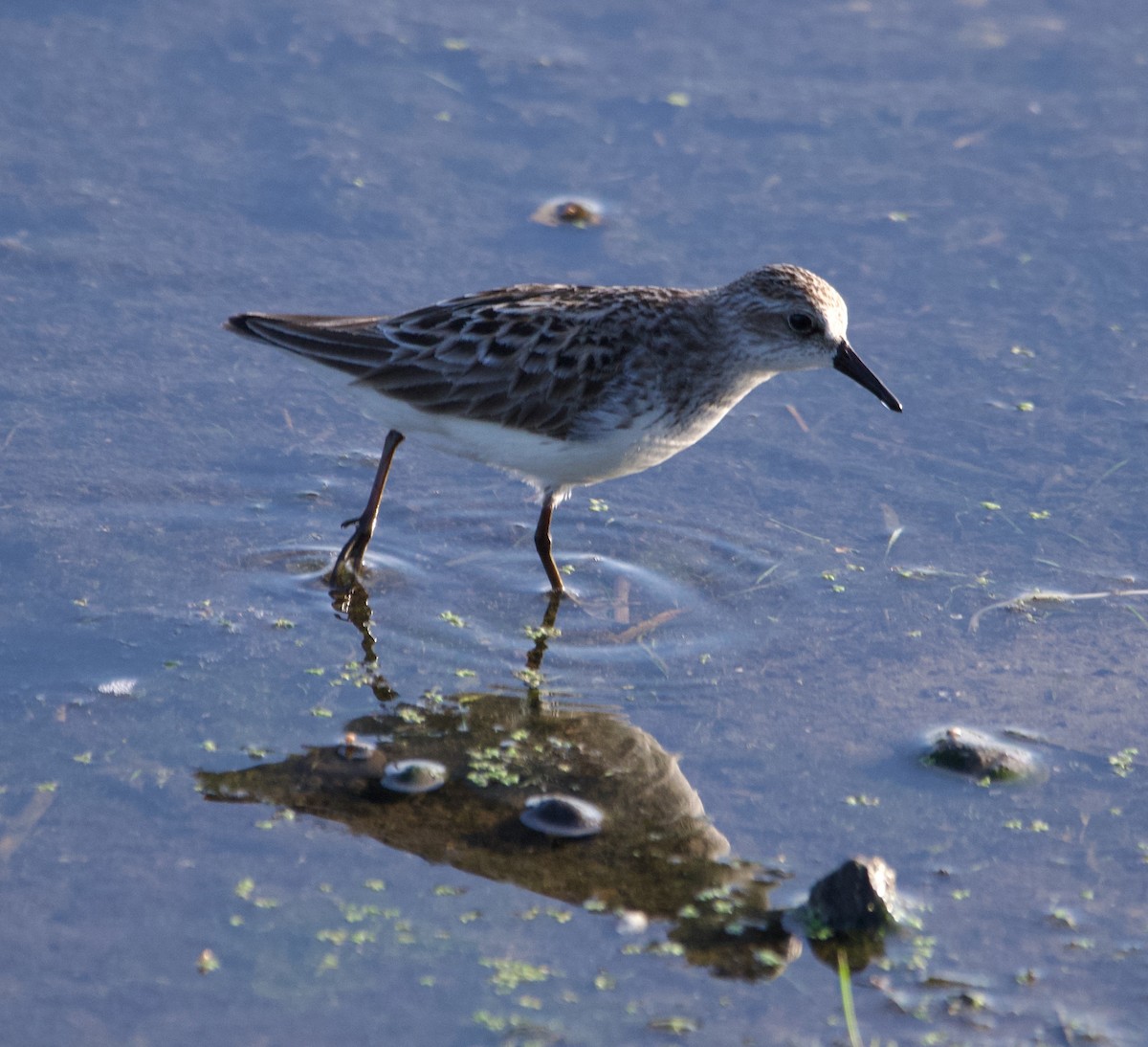 Semipalmated Sandpiper - Alenka Weinhold