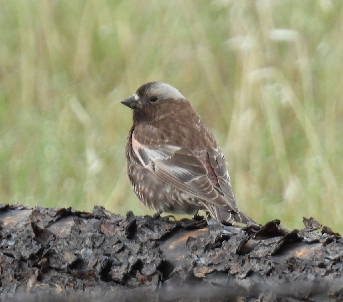 Gray-crowned Rosy-Finch - Karen Roll