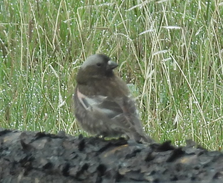 Gray-crowned Rosy-Finch - ML619381497