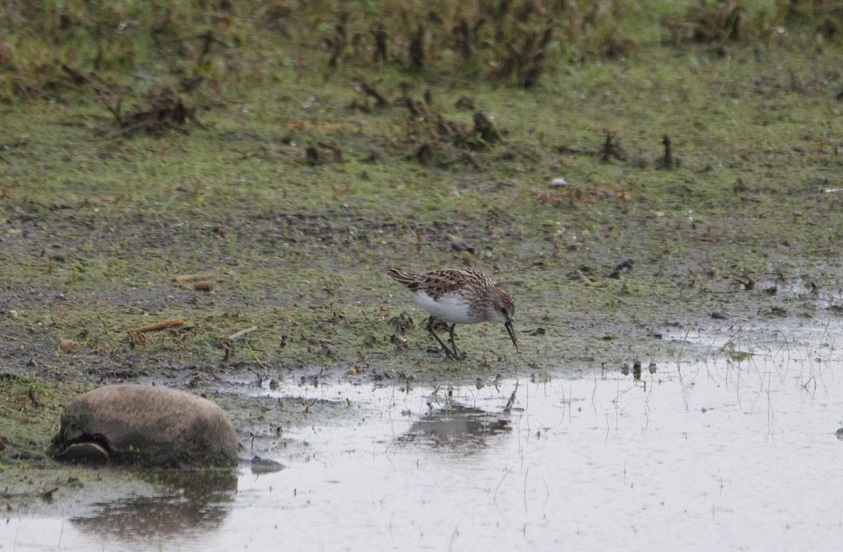 Semipalmated Sandpiper - Alenka Weinhold