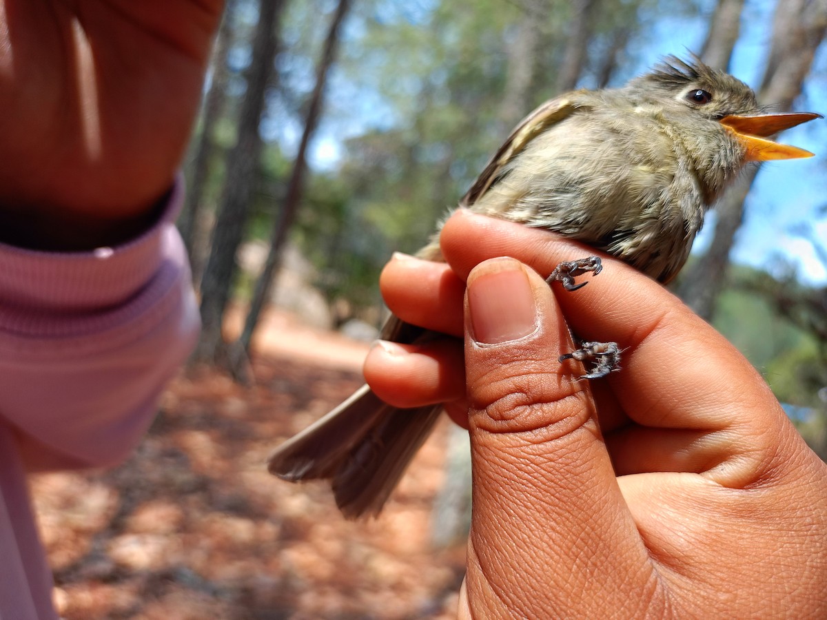 Pine Flycatcher - ML619381524