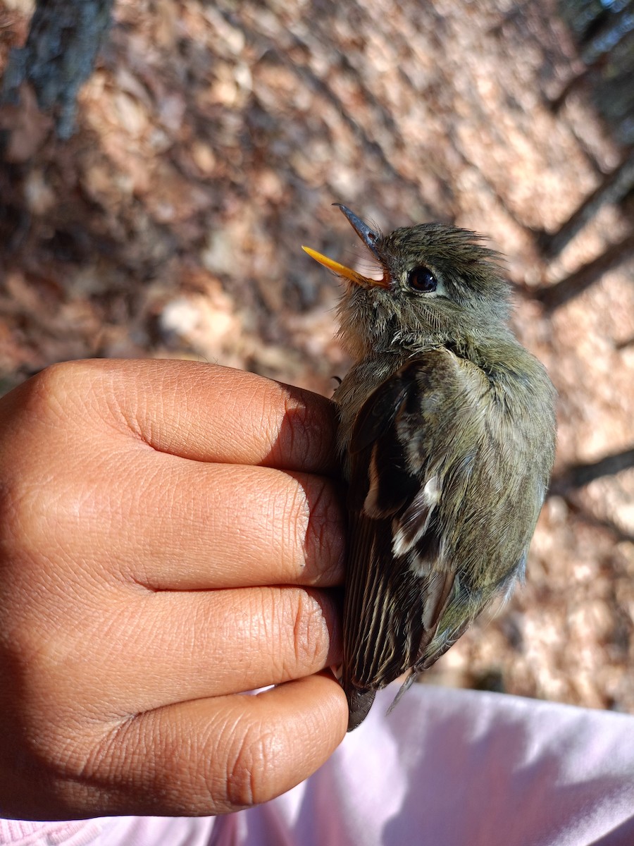 Pine Flycatcher - Diego Alan Guerrero Guerra