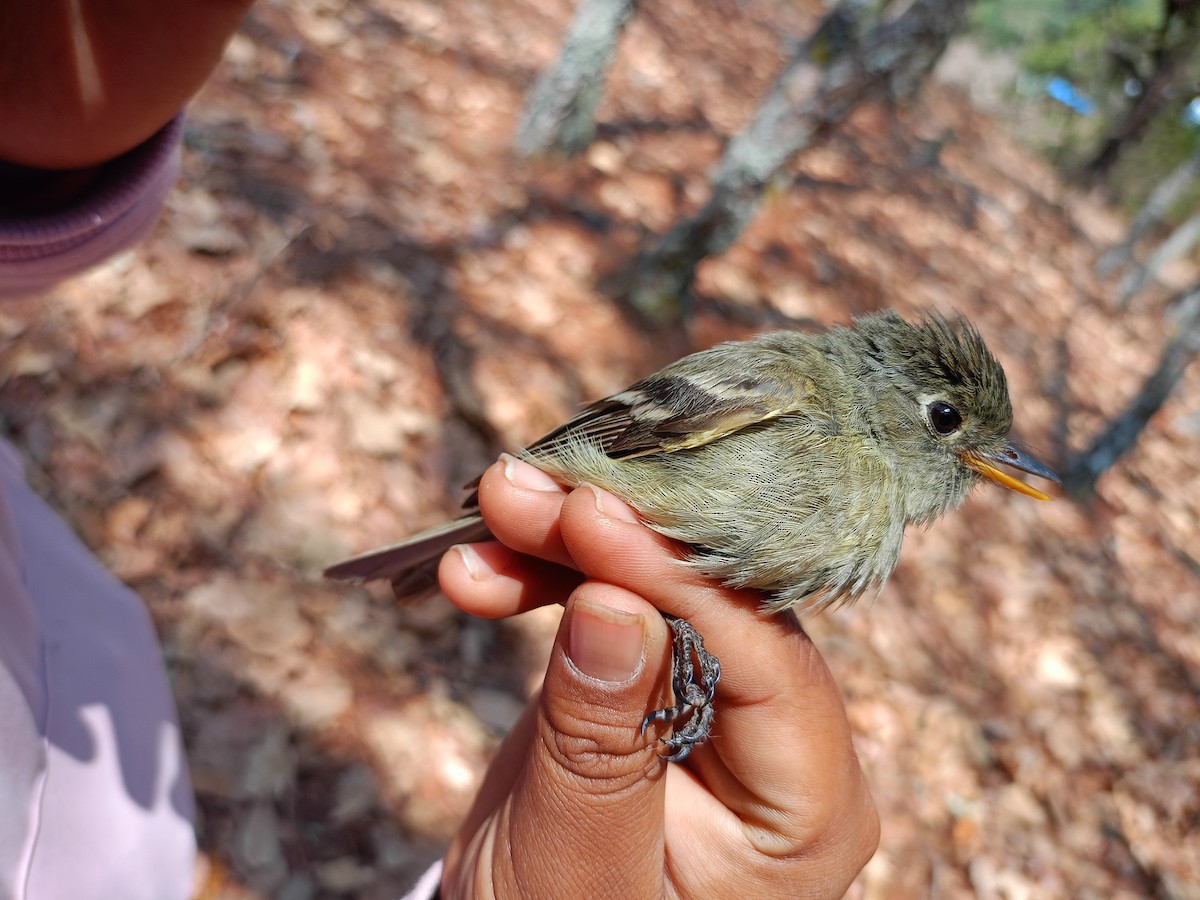 Pine Flycatcher - Diego Alan Guerrero Guerra