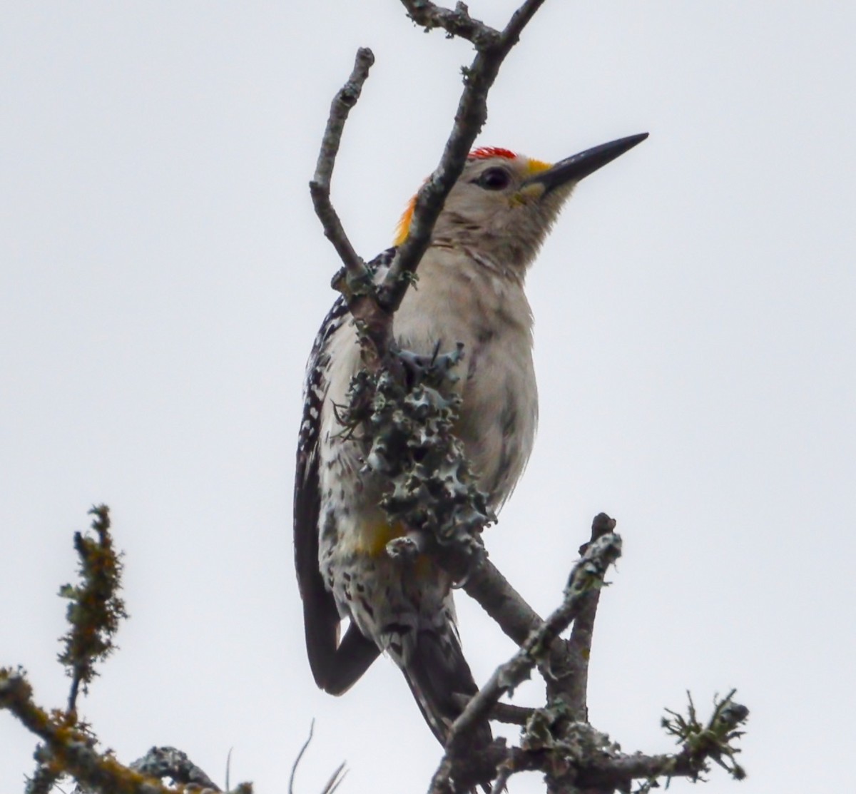 Golden-fronted Woodpecker - Scott Magee