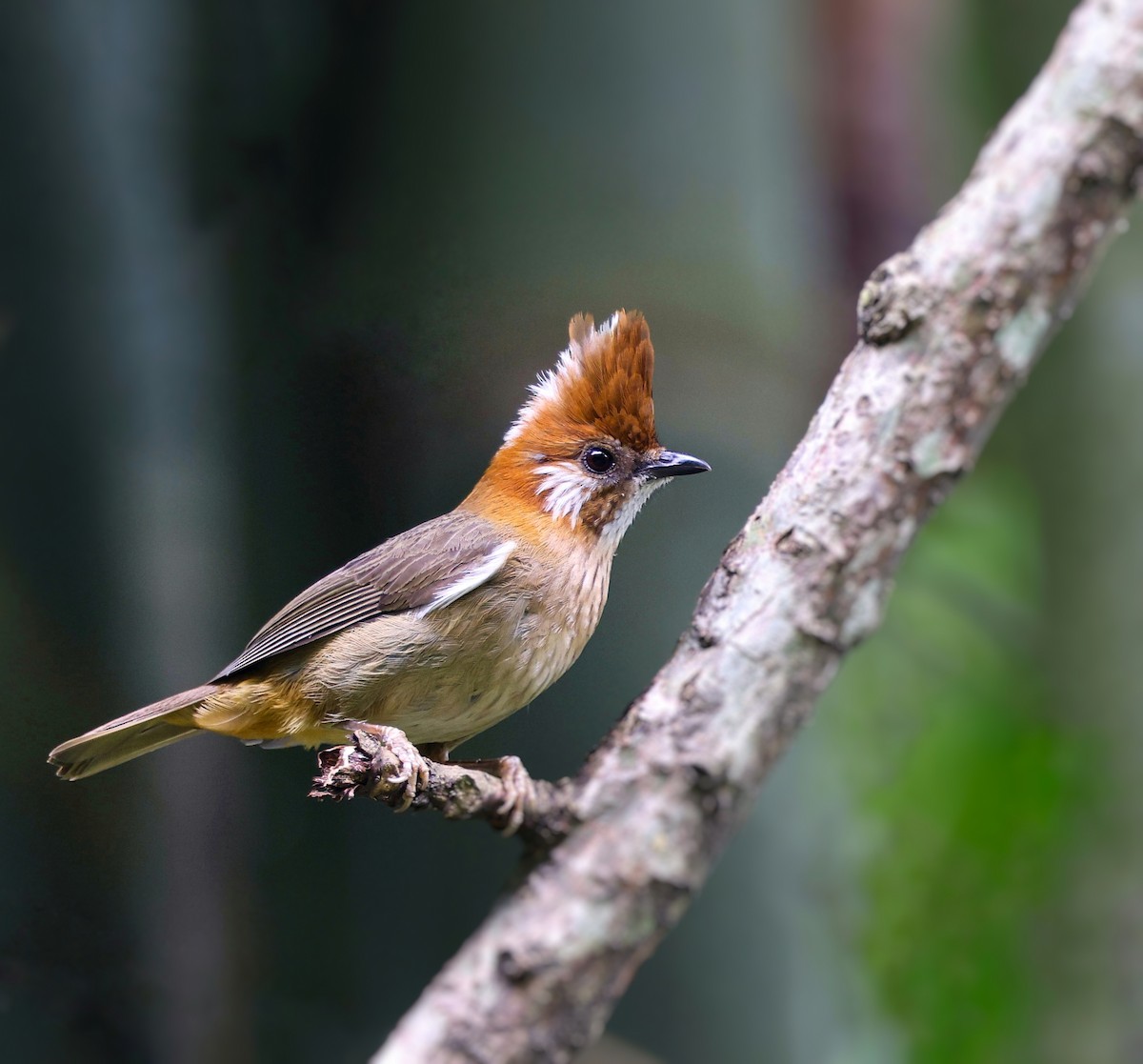 White-naped Yuhina - ML619381537