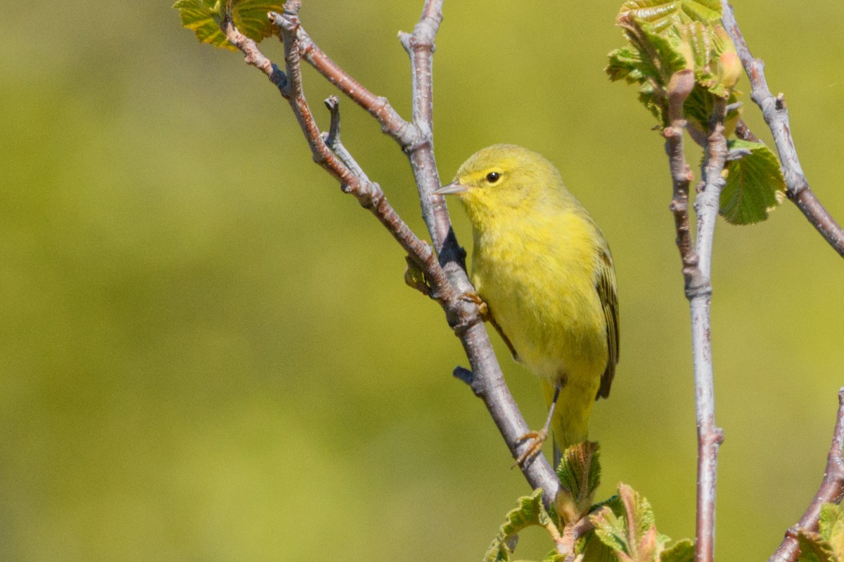 Orange-crowned Warbler - Jeremiah Fisher