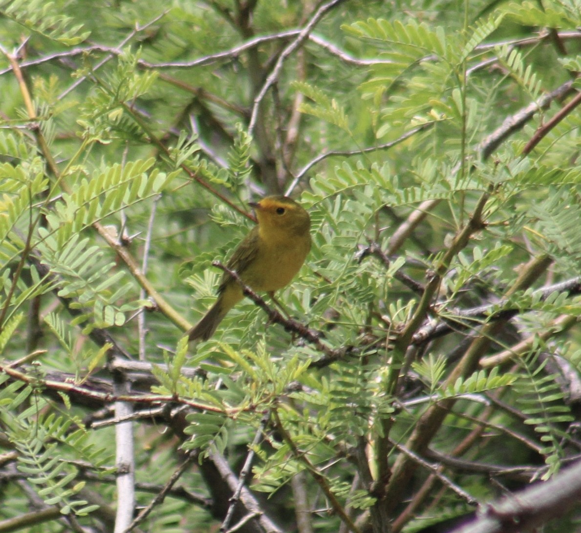 Wilson's Warbler - Michelle Brock