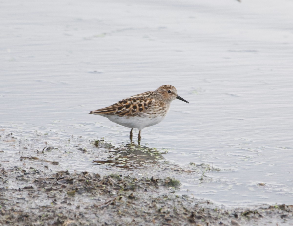 Least Sandpiper - Alenka Weinhold