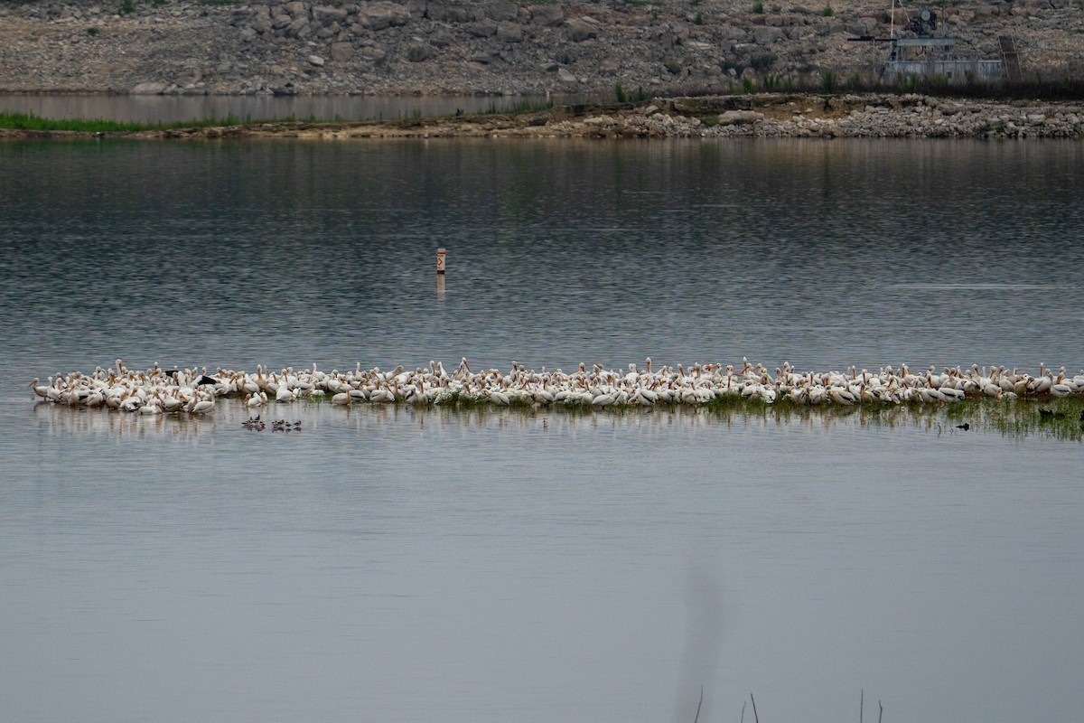 American White Pelican - ML619381576