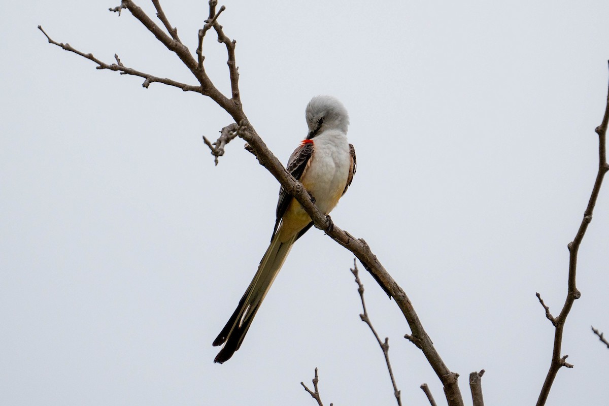 Scissor-tailed Flycatcher - Yaodi F