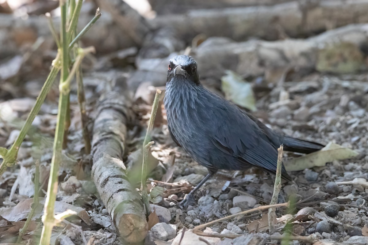 Blue Mockingbird - ML619381592