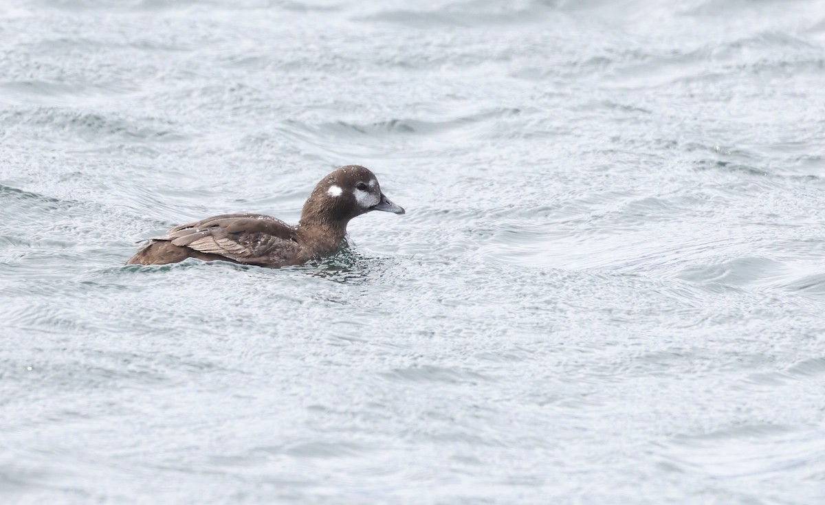 Harlequin Duck - Andy Gee