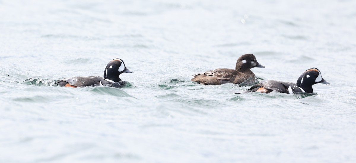 Harlequin Duck - Andy Gee