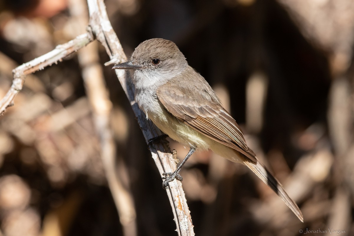 Dusky-capped Flycatcher - ML619381639