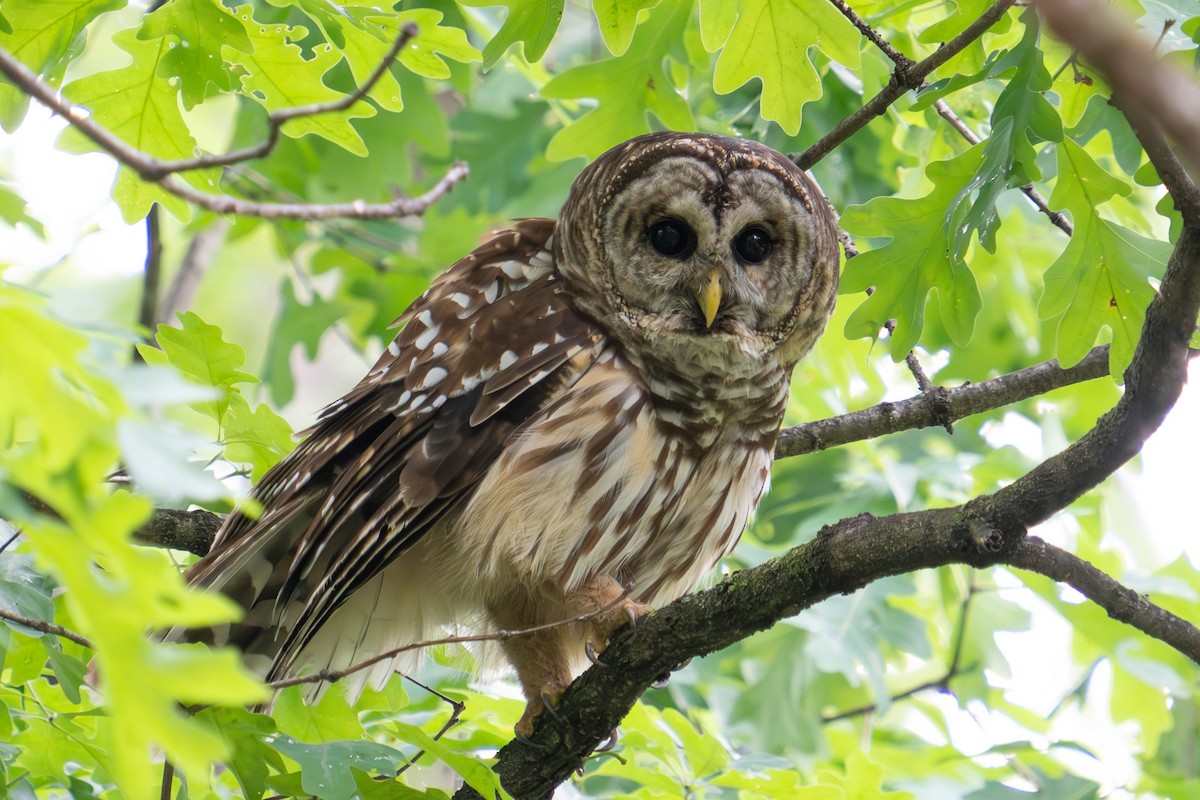 Barred Owl - Tom Lubeck