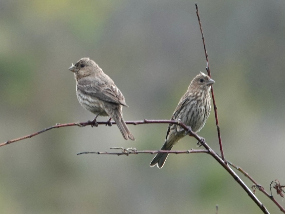 House Finch - Norman Uyeda