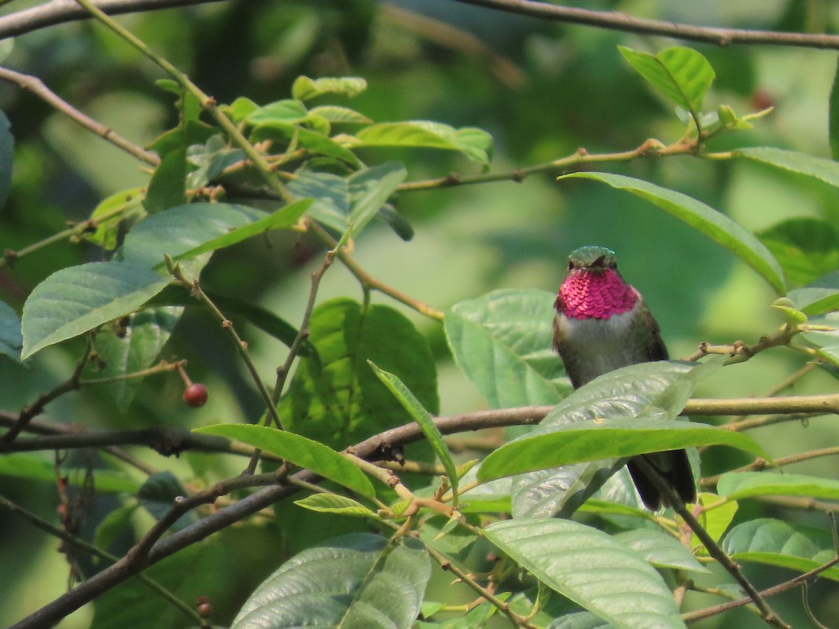 Broad-tailed Hummingbird - ML619381670