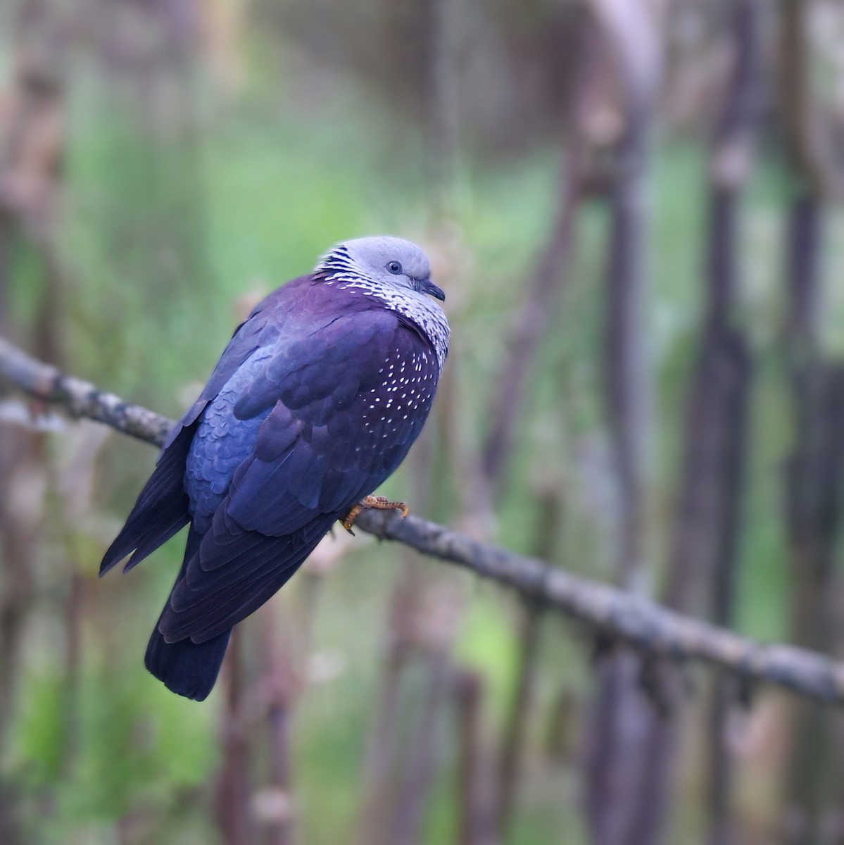 Speckled Wood-Pigeon - Harish Thangaraj