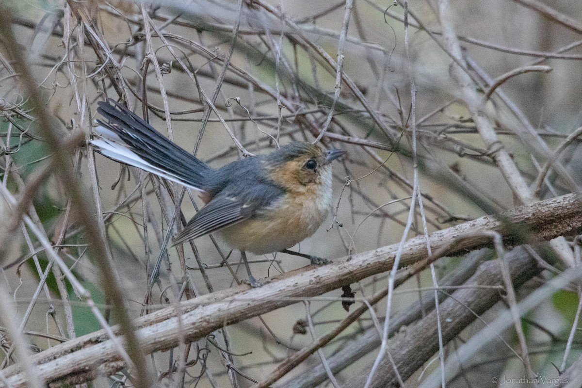 Red-breasted Chat (Tres Marias Is.) - ML619381687