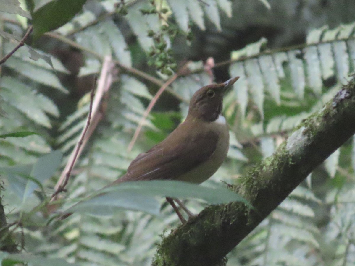 White-throated Thrush - Héctor Cano