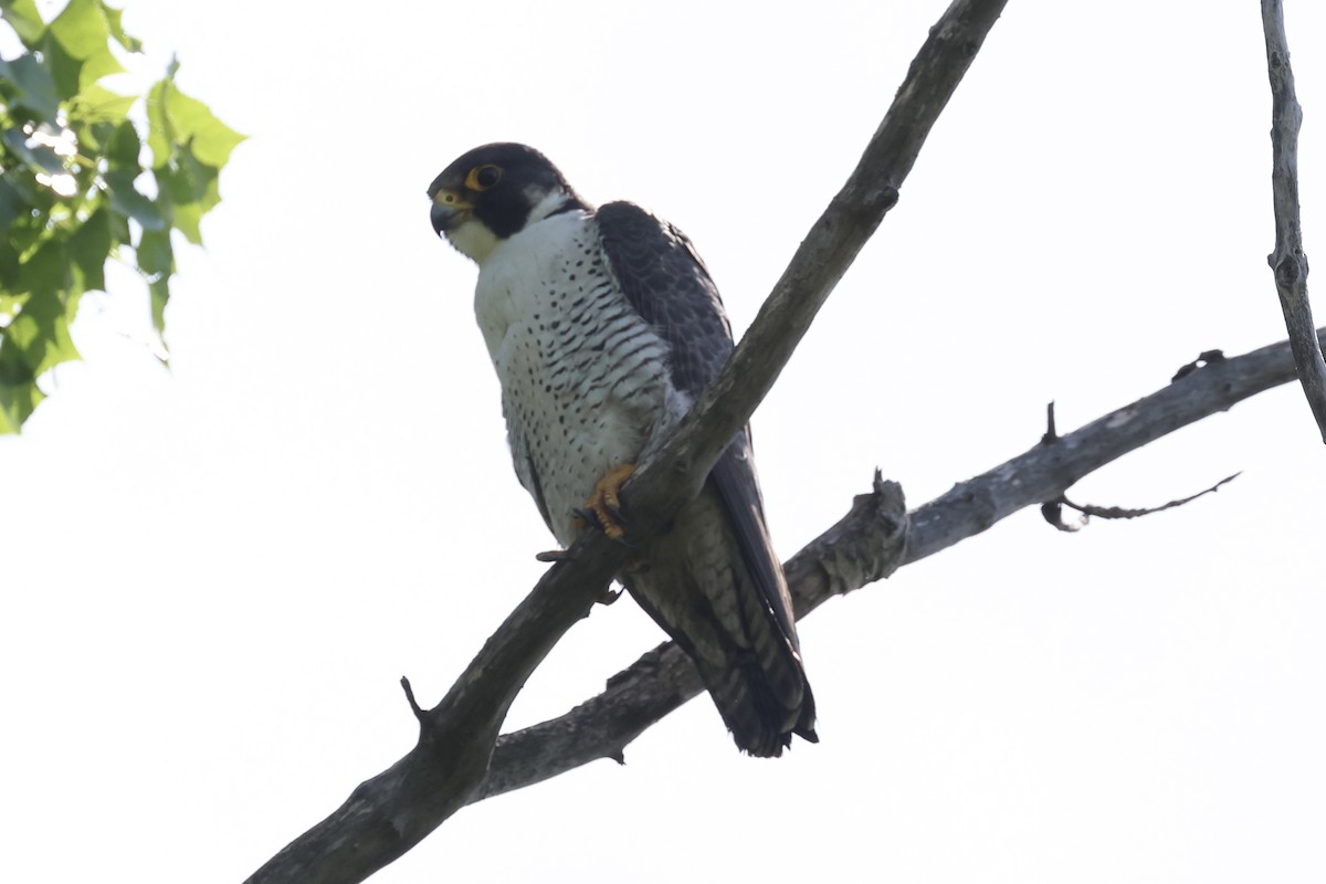 Peregrine Falcon - Jeff G