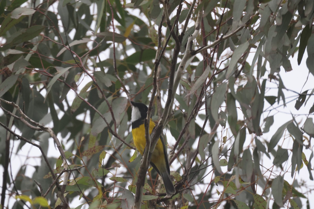 Golden Whistler - GEOFFREY SHINKFIELD