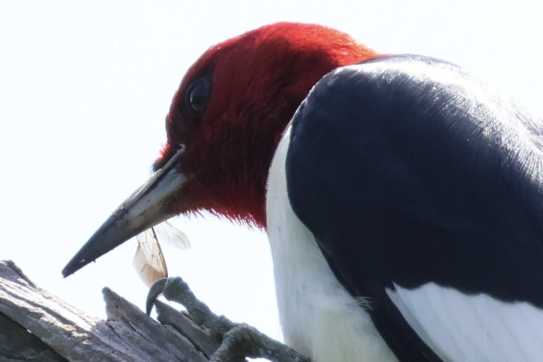 Red-headed Woodpecker - Jeff G
