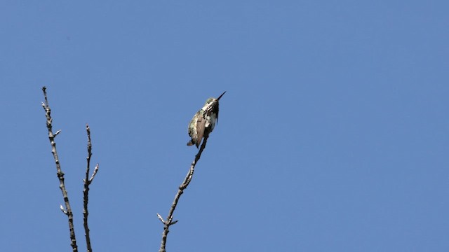 Colibrí Calíope - ML619381720