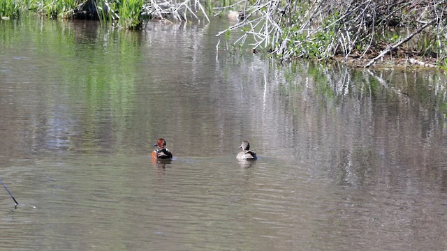 Cinnamon Teal - ML619381722