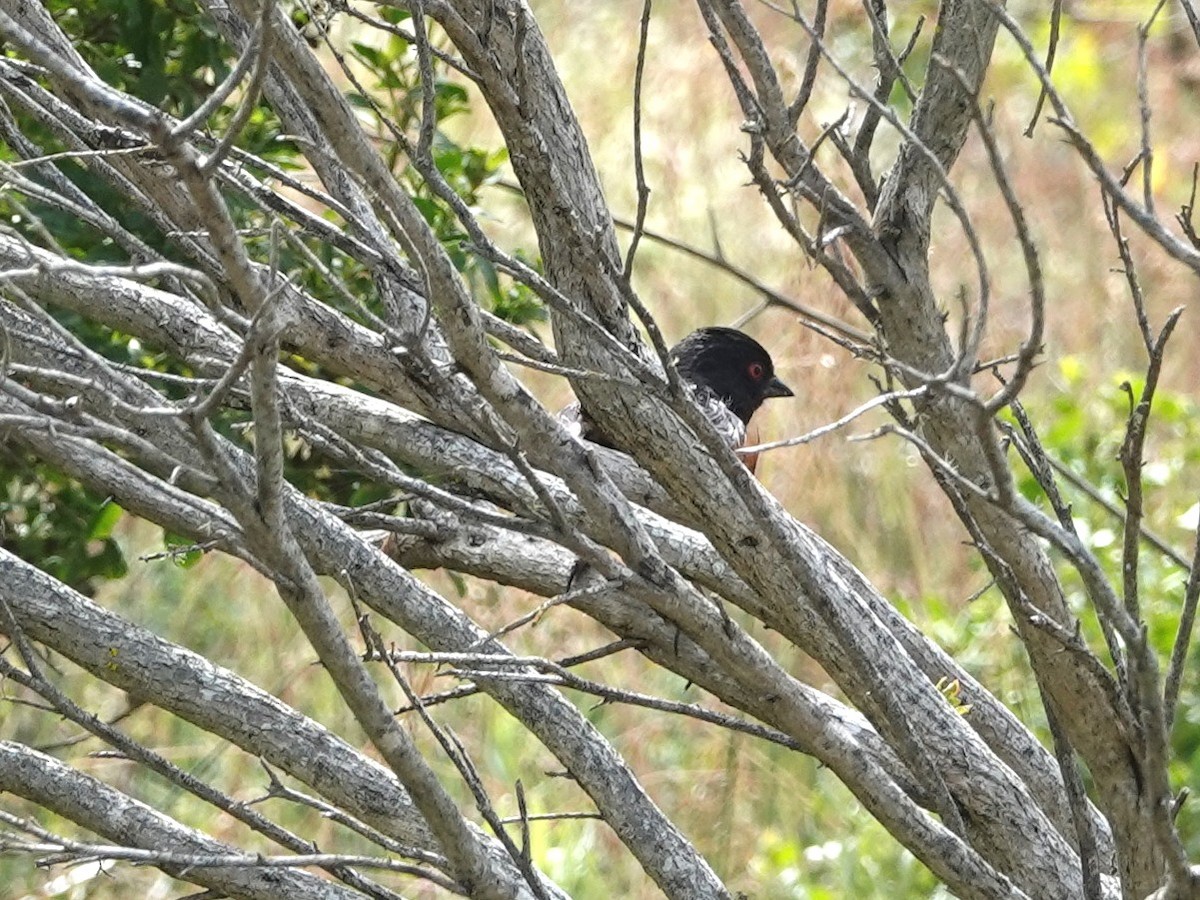 Spotted Towhee - ML619381728
