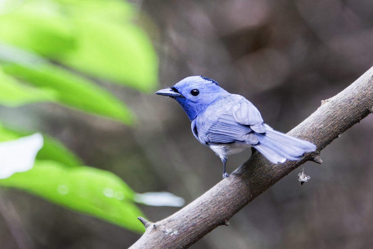 Black-naped Monarch - Se Chea