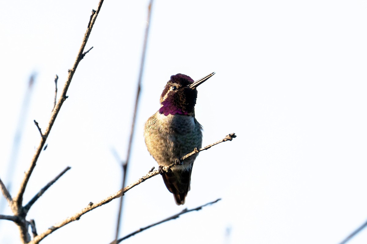 Anna's Hummingbird - Yaodi F