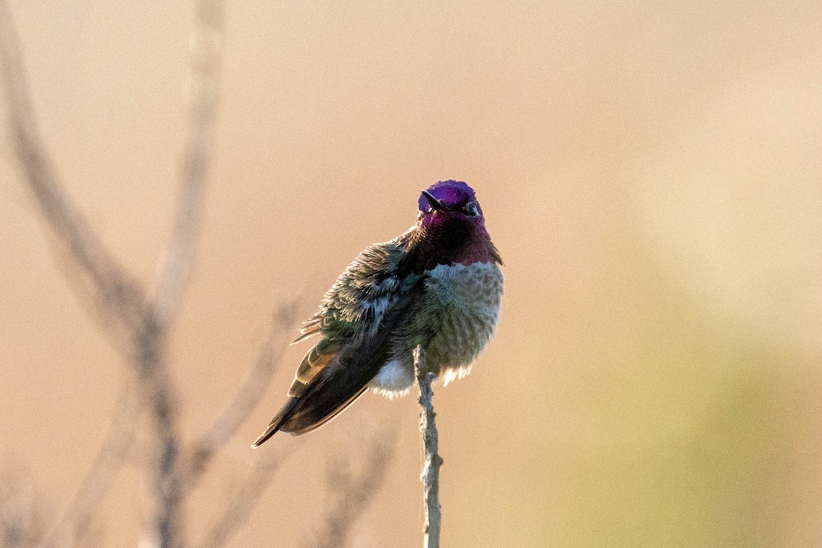 Anna's Hummingbird - Yaodi F