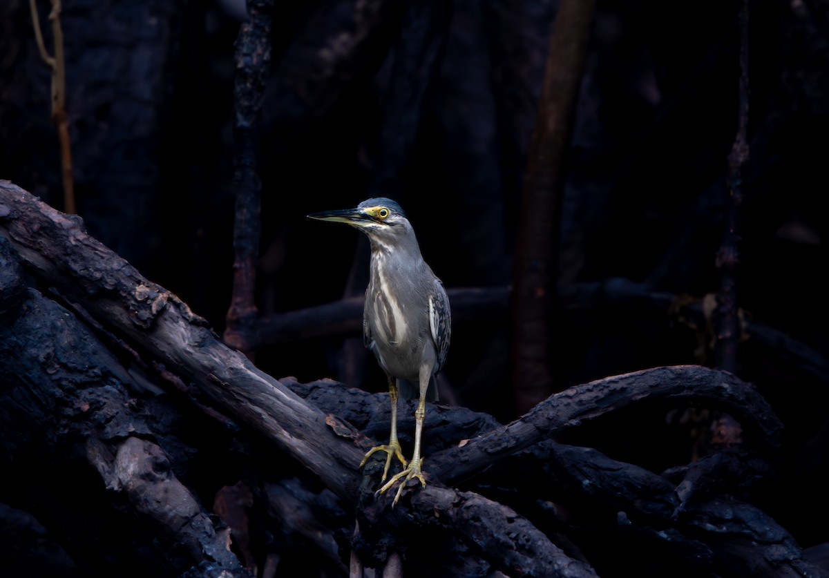 Striated Heron (Old World) - ML619381775