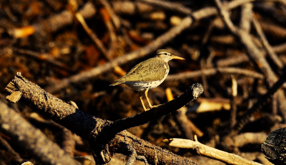 Spotted Sandpiper - Luic Mateo