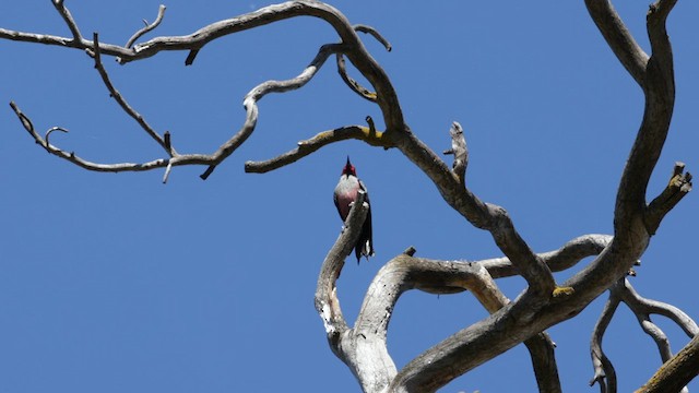 Lewis's Woodpecker - ML619381790