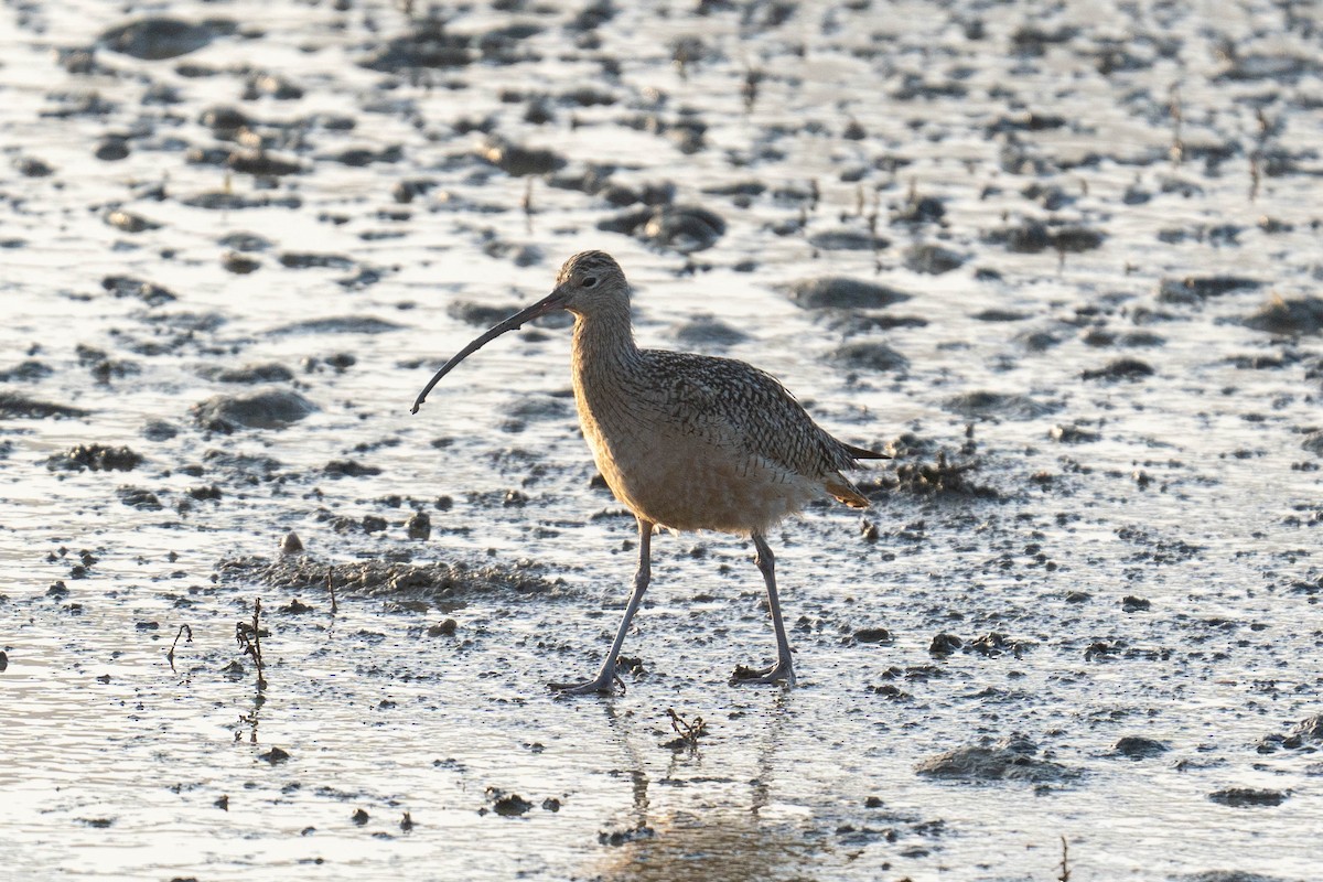 Long-billed Curlew - ML619381793