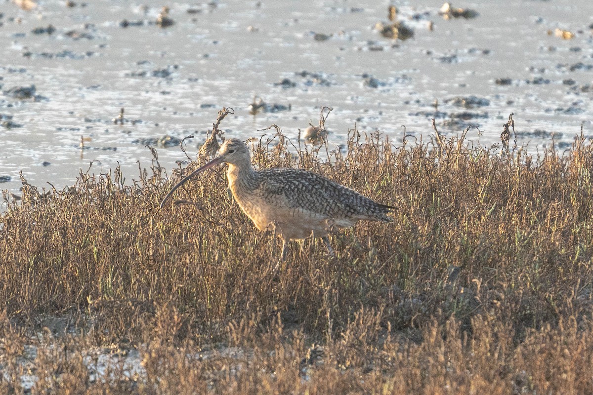 Long-billed Curlew - ML619381794