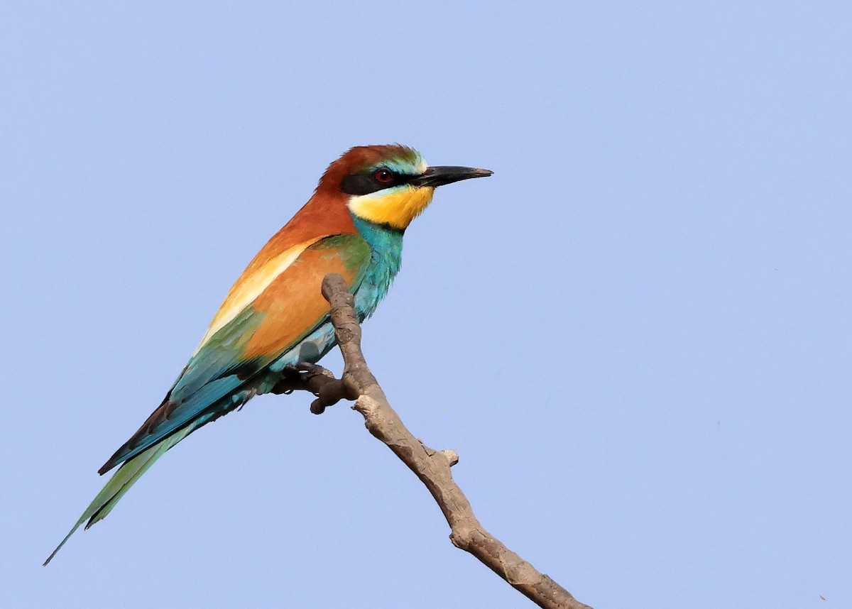 European Bee-eater - Lefteris Stavrakas