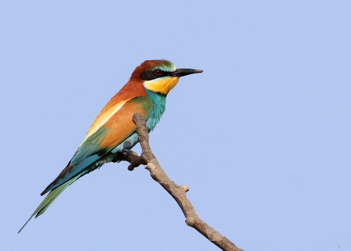 European Bee-eater - ML619381841