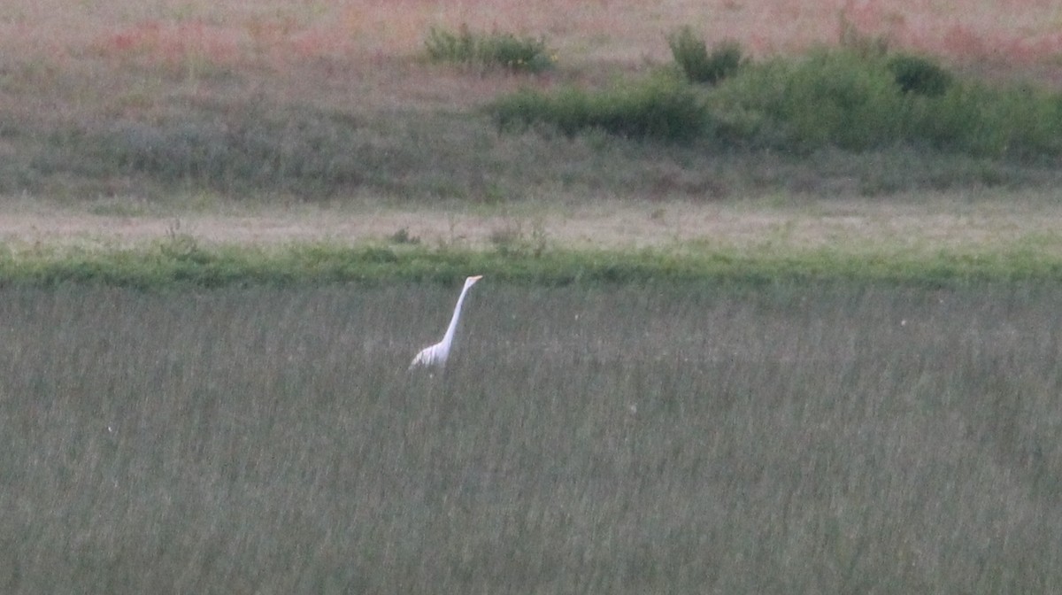 Great Egret - Andrew Eller