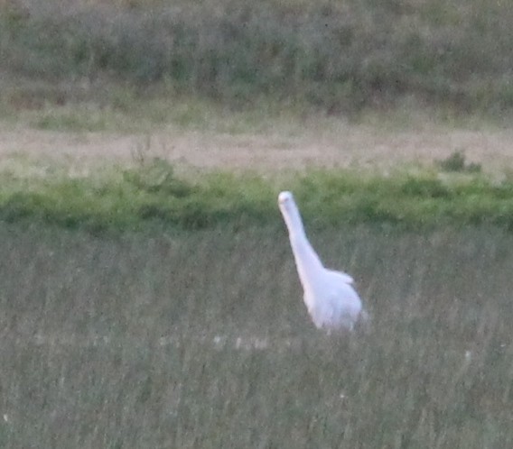 Great Egret - Andrew Eller