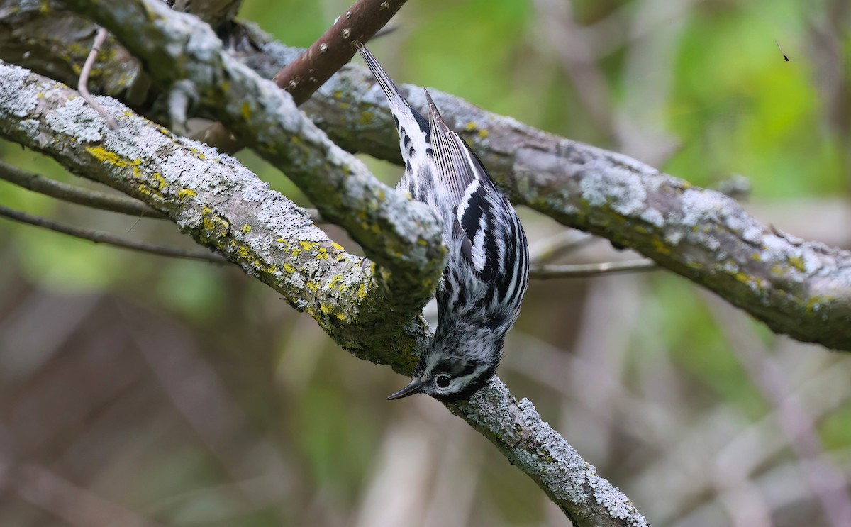 Black-and-white Warbler - Channa Jayasinghe